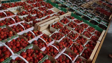 Supply Chain Transparency applicata alla filiera alimentare