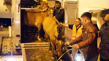 Trasporto aereo di 121 cavalli mongoli