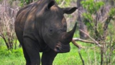 DHL riporta in Africa un raro esemplare